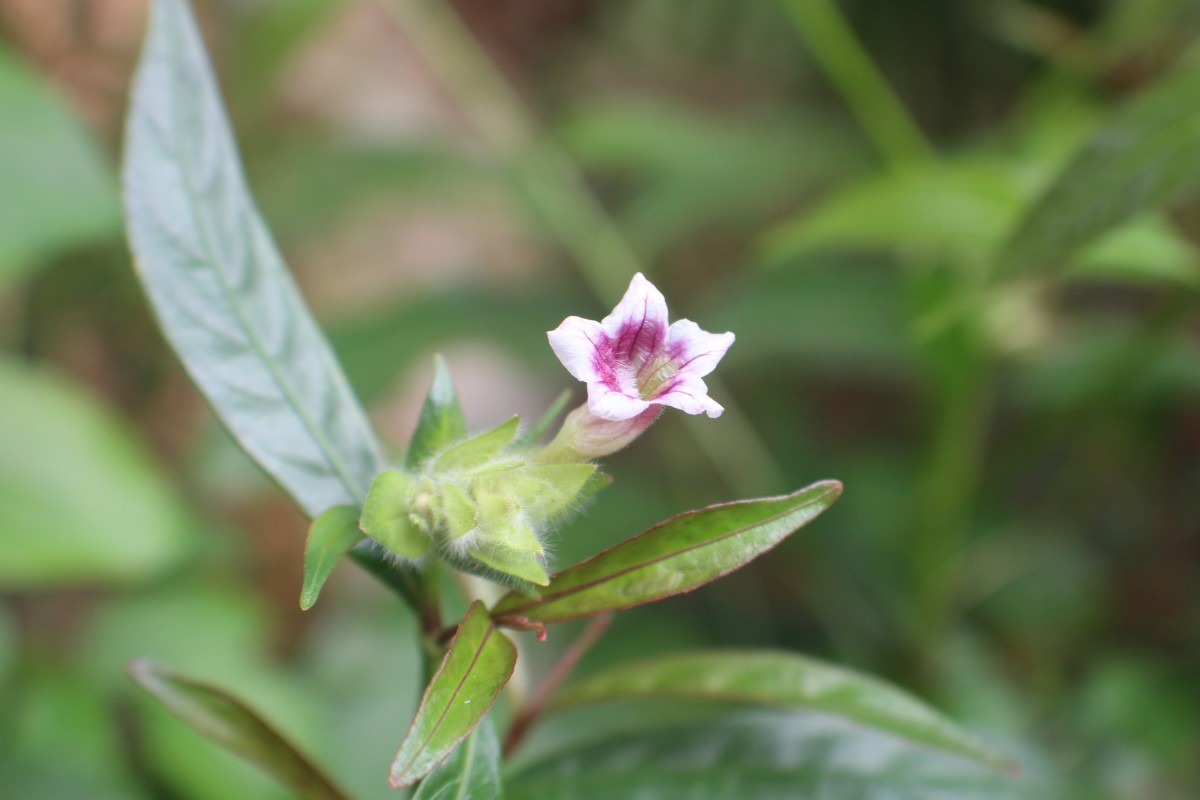 Strobilanthes glaucescens Nees